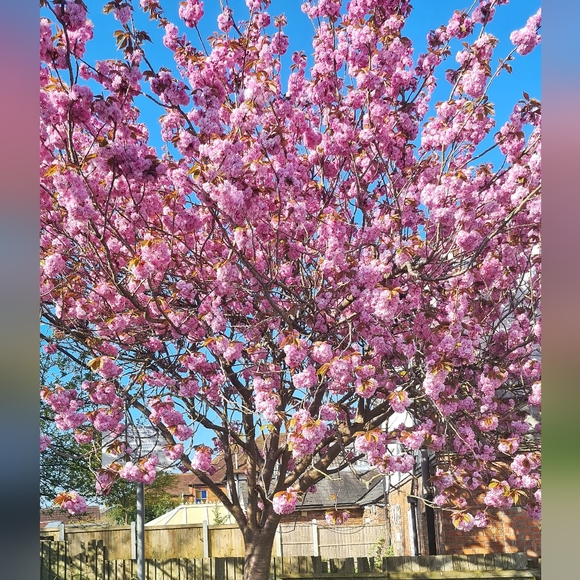 I just have to show you how beautiful spring can be - Picture 4 of 6